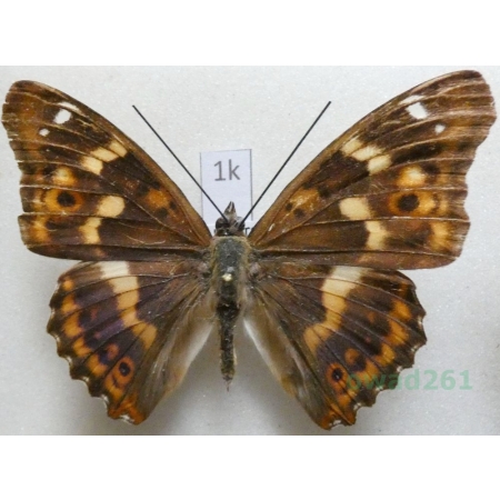 Apatura ilia f. clytie Mieniak strużnik Czech1k